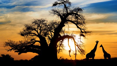 Sr-Afrika med vandringer og safari